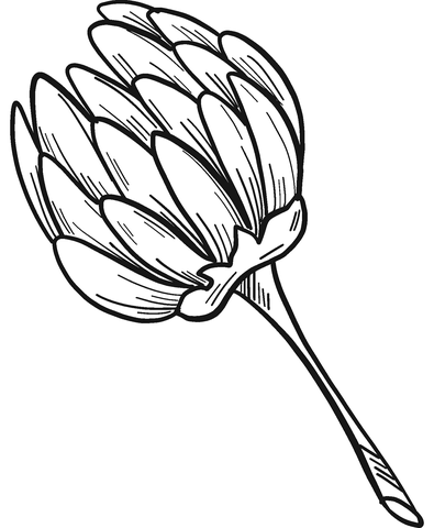 Clover Flower Coloring Page